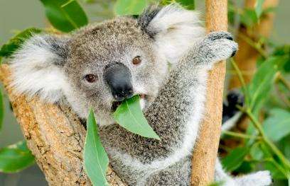 龙柏无尾熊保护区 Lone Pine Koala Sanctuary 