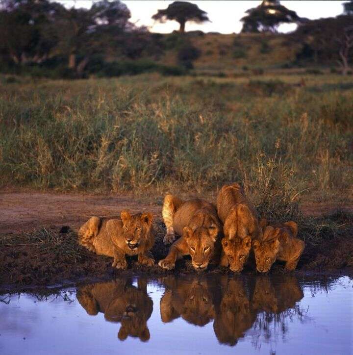 姆科马齐国家公园 Mkomazi National Park 