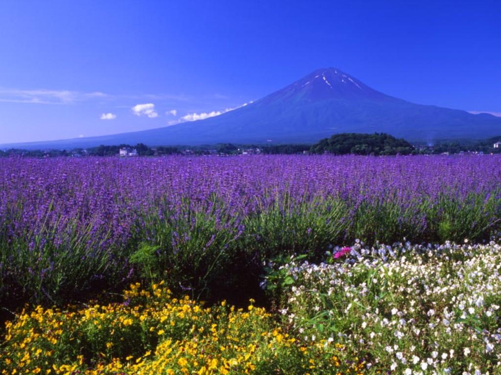 乞力马札罗山 Mount Kilimanjaro 