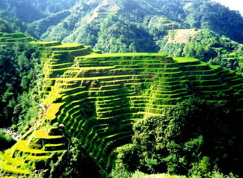 菲律宾科迪勒拉山的水稻梯田 Rice Terraces of the Philippine Cordilleras 