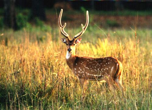 孙德尔本斯国家公园 Sundarbans National Park 