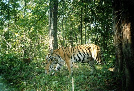 童艾纳雷松野生生物保护区 Thungyai-Huai Kha Khaeng Wildlife Sanctuaries 