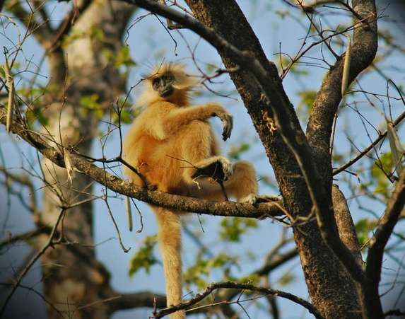 马纳斯野生动植物保护区 Manas Wildlife Sanctuary 