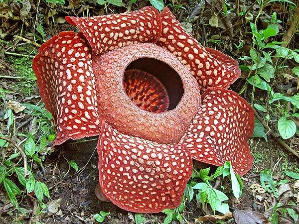 苏门答腊热带雨林 Tropical Rainforest Heritage of Sumatra 