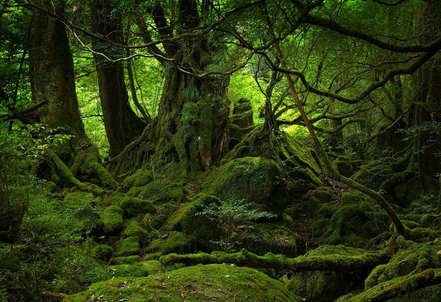 屋久岛 Yakushima 