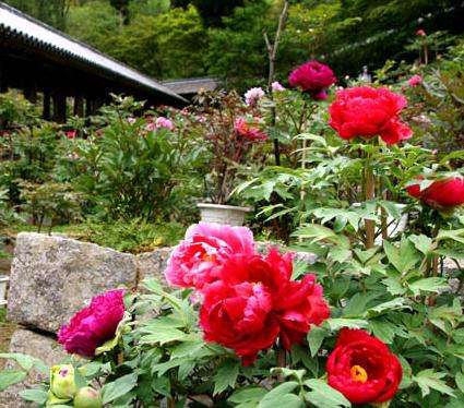 长穀寺 Hase Temple 