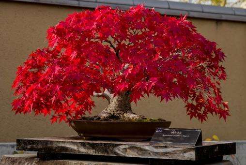 大宫盆景美术馆 Omiya Bonsai Art Museum 