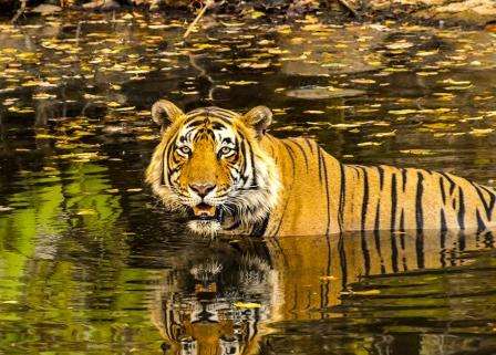 伦滕波尔国家公园 Ranthambore National Park 