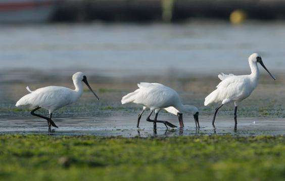 台江公园 Taijiang National Park 