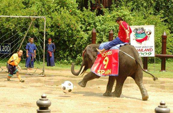 沙慕普兰大象乐园动物园 Samphran Elephant Ground & Zoo 