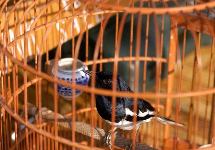 园圃街雀鸟花园 Yuen Po Street Bird Garden 