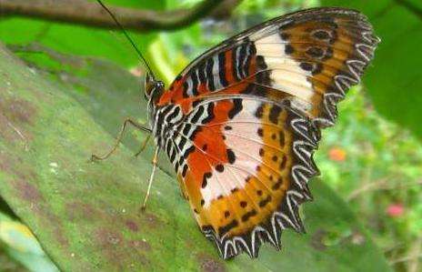 奇潘地蝴蝶园 Kipandi Butterfly Park 