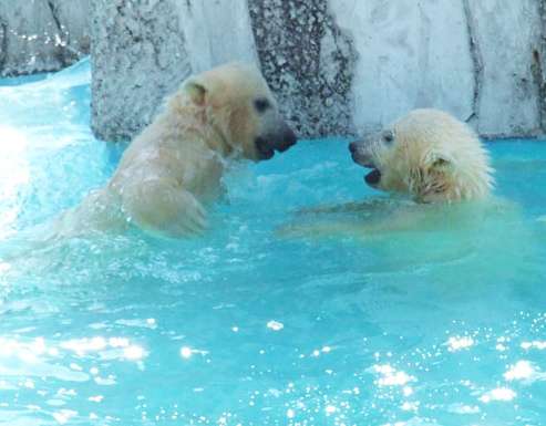 圆山动物园 Maruyama Zoo 