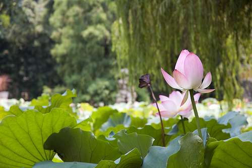 卢廉若公园 Lou Lim Ieoc Garden 