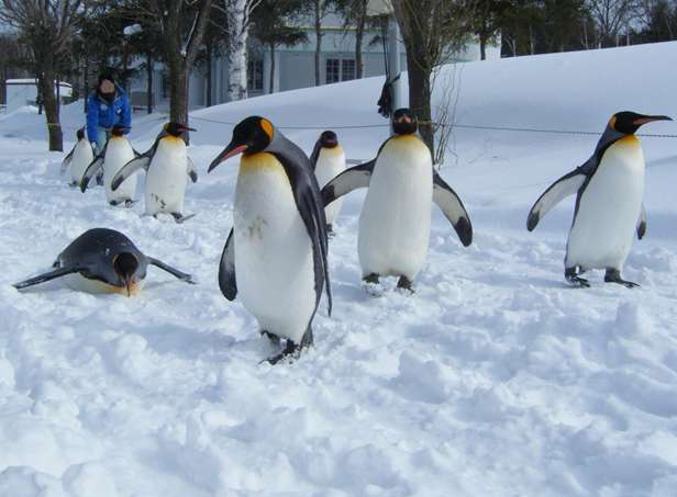 旭山动物园 Asahiyama Zoo 