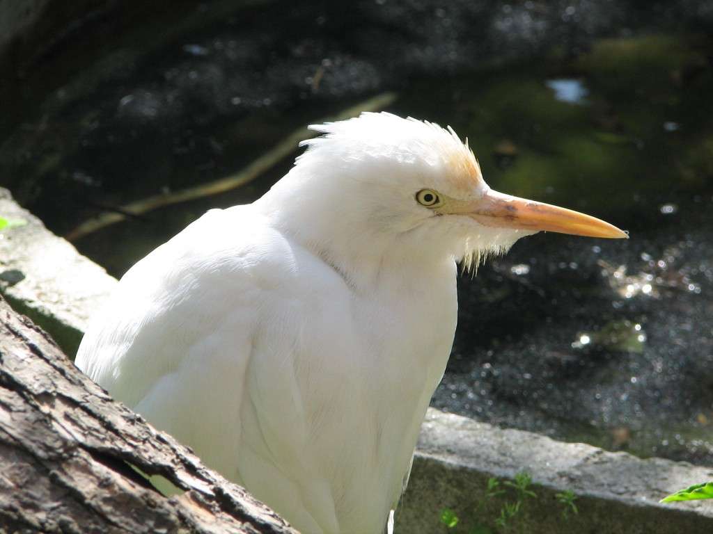 朝鲜中央动物园 Korea Central Zoo 