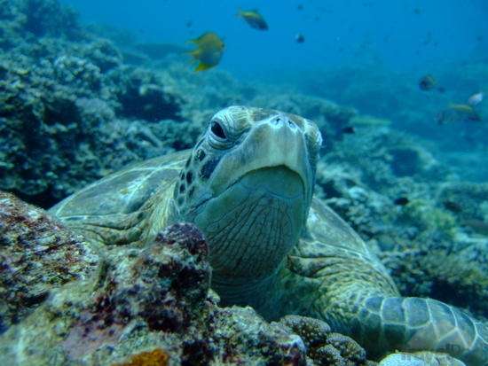 海龟岛国家公园 Turtle Islands National Park 