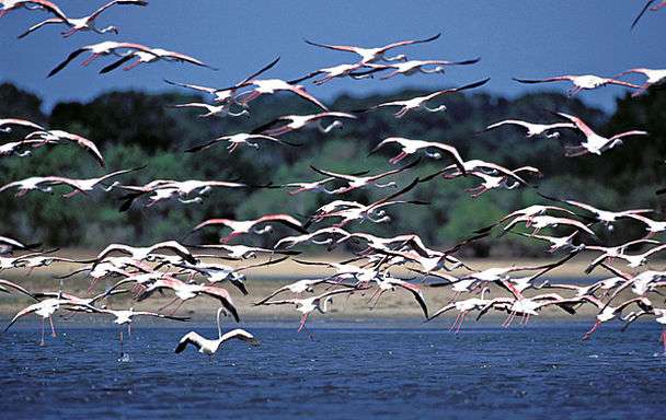 本达拉野生公园 Bundala National Park 