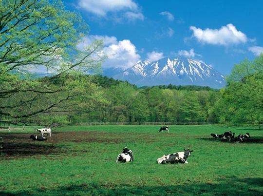 小岩井农场 Koiwai Farm 