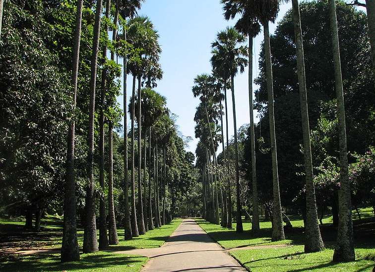 斯里兰卡皇家植物园 Royal Botanical Gardens Sri Lanka 