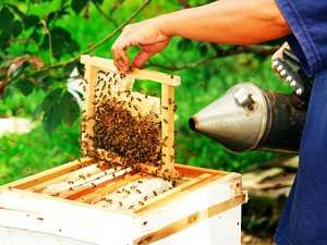 贡比索村－养蜂农场 Kampung Gombizau Honey Bee Farm 