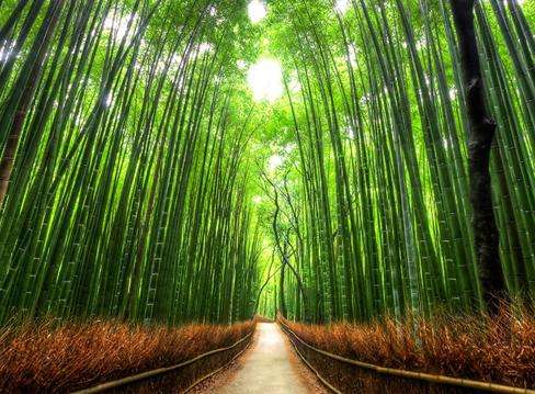 竹径 Bamboo Path 