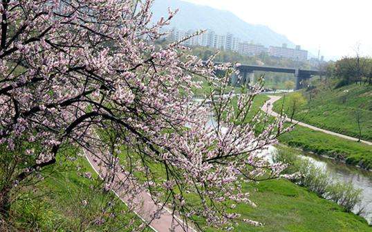 良才川路 Yangjaecheon Road 