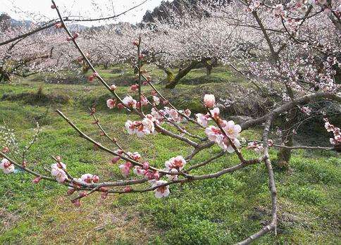 贺名生梅林 Ano Bairin Plum Grove 