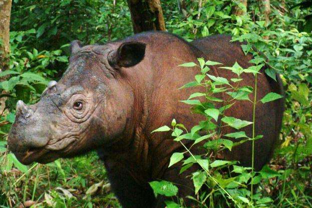 双溪杜顺犀牛保护中心 Sungai Dusun Rhino Conservation Centre 