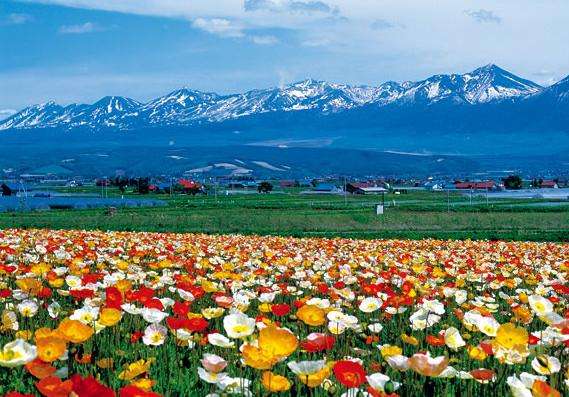 中富良野町富田农场 Tomita Farm Nakafurano 