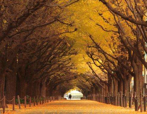 银杏树隧道 Ginkgo Tree Tunnel 