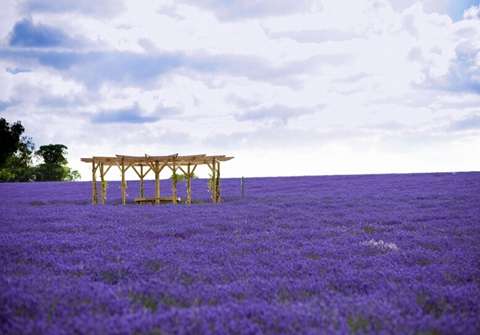 花田 Flower Fields 