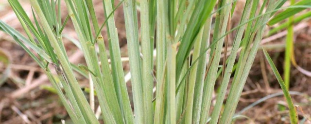 香茅草储存方法 香茅草怎么储存