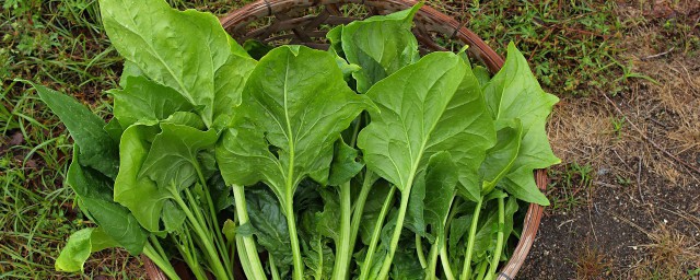 菠菜炖豆腐的家常做法 菠菜炖豆腐怎么做