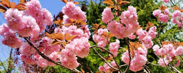 樱草花花语 樱草花花语简介