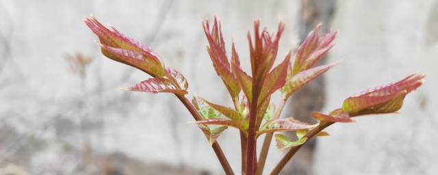 怎么贮存香春芽 贮存香春芽的几种方法