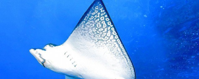 魔鬼鱼蝠鲼是什么鱼 魔鬼鱼蝠鲼的简介