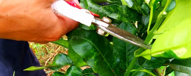 柑橘修剪时间和方法 柑橘修剪时间和方法分享