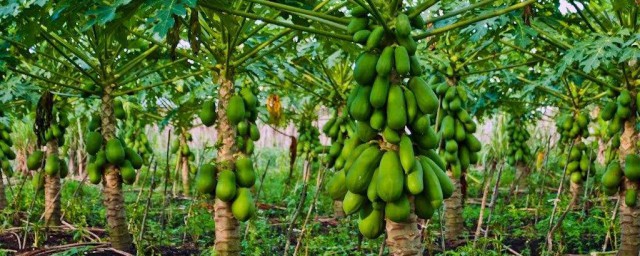 木瓜种植时间和方法 木瓜种植时间和方法分享 木瓜种植时间和方法 木瓜种植时间和方法分享