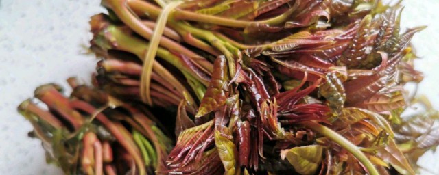 怎么贮存香椿芽 贮存香椿芽的方法