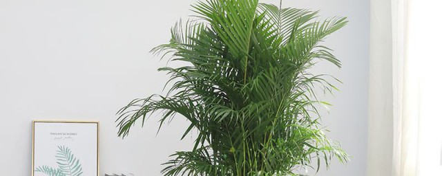 散尾葵能除甲醛吗 散尾葵到底能不能去除甲醛呢