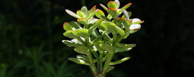 玉树开花吗几年开花 玉树多长时间开花