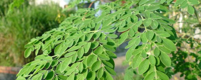 辣木的养殖方法和注意事项 养护辣木的流程