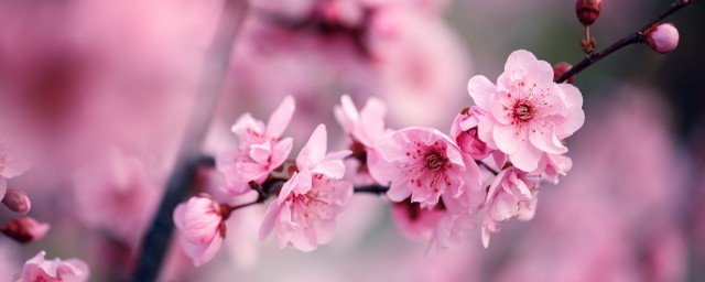 盆栽梅花的种植方法和注意事项 盆栽梅花的种植方法和注意事项介绍