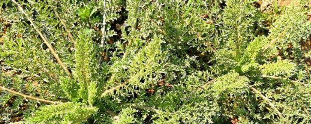 辣蒿可以吃吗 辣蒿能吃吗 辣蒿可以吃吗 辣蒿能吃吗