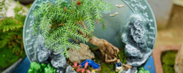 澳洲杉在室内多久浇一次水 澳洲杉浇水时间