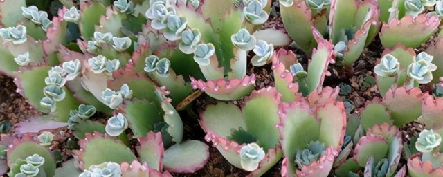 落地生根怎么养 落地生根如何养