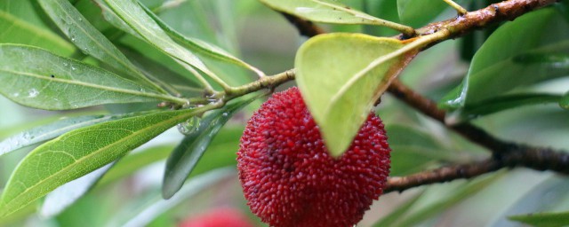 梦到树叶是什么意思 梦见树叶含义