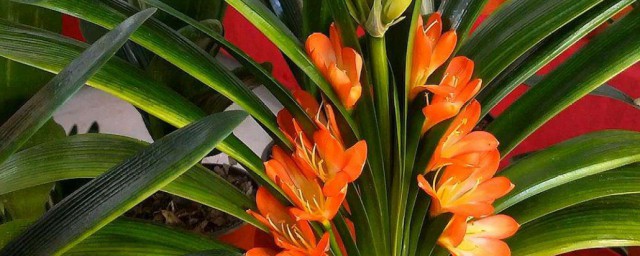 君子兰干叶是怎么回事 君子兰干叶是咋回事