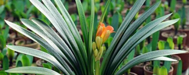 君子兰有白虫子怎么办 君子兰有白虫子原因及解决方法介绍